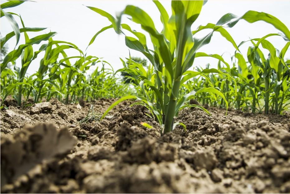 Agricover Credit IFN, parte din grupul Agricover, accesează un împrumut de 42 mil. dolari de la IFC Agricover Credit IFN, parte din grupul Agricover, accesează un împrumut de 42 mil. dolari de la IFC